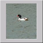 Tadorna tadorna - Brandgans m01 Sande.jpg